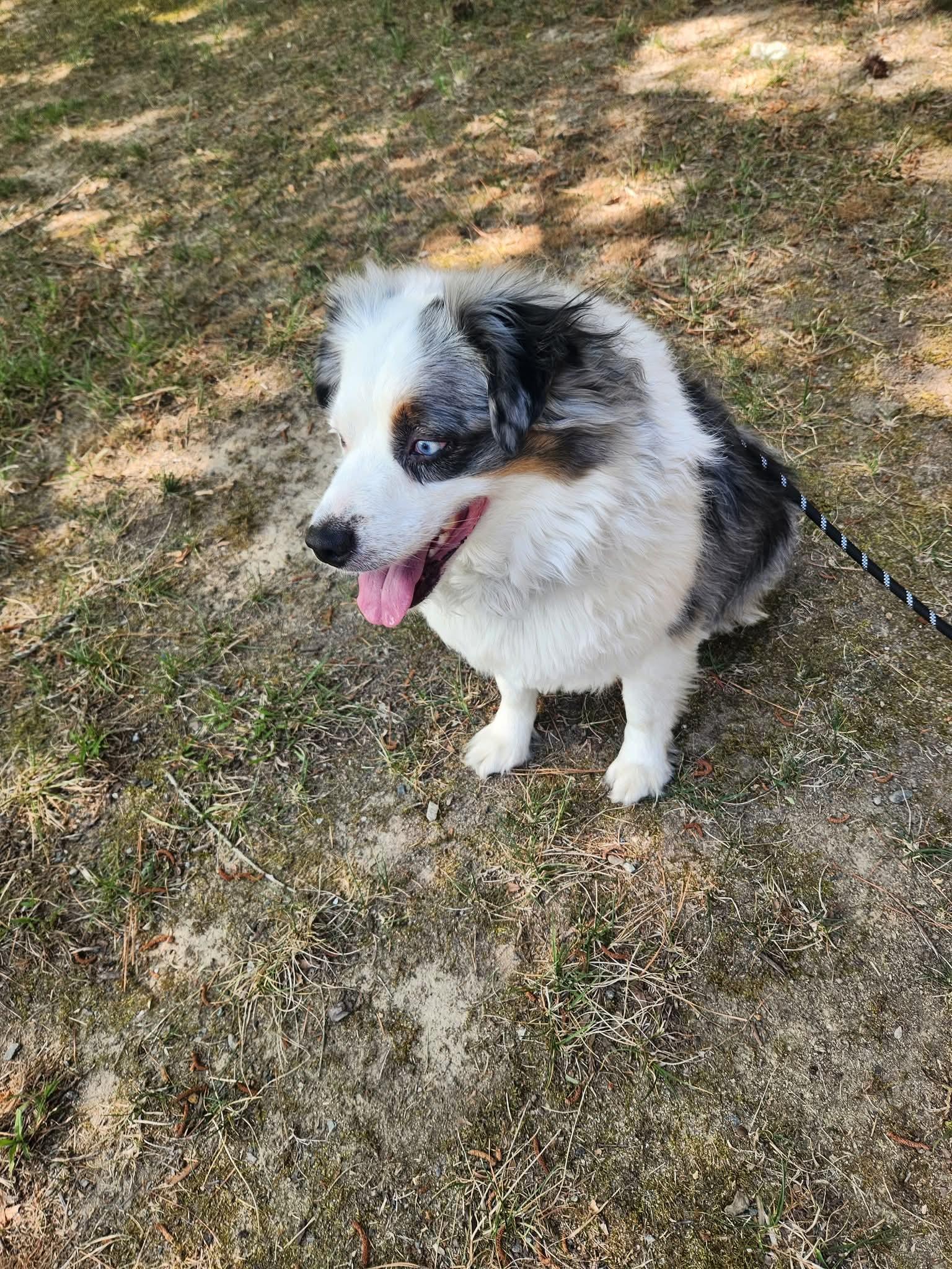 Milo, a ADOPTABLE Australian Shepherd in Alexandria, VA image 6/6