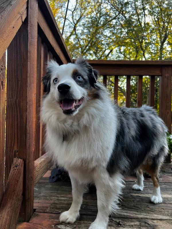 Milo, ADOPTABLE, Adult Male Australian Shepherd.
