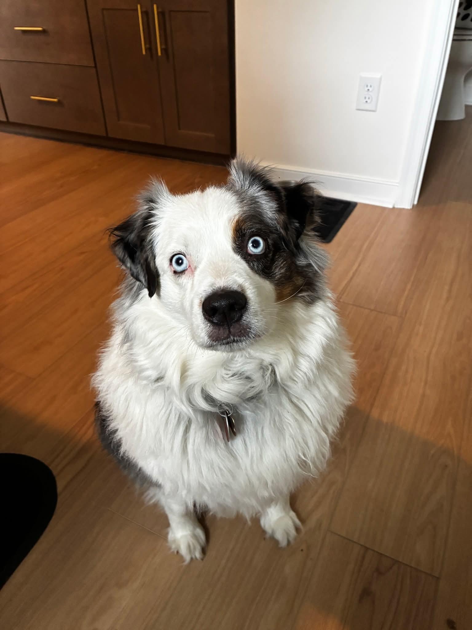 Milo, a ADOPTABLE Australian Shepherd in Alexandria, VA image 3/6