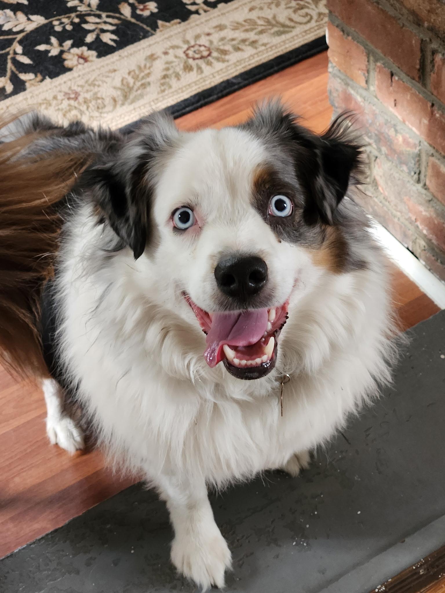 Milo, a ADOPTABLE Australian Shepherd in Alexandria, VA image 4/6