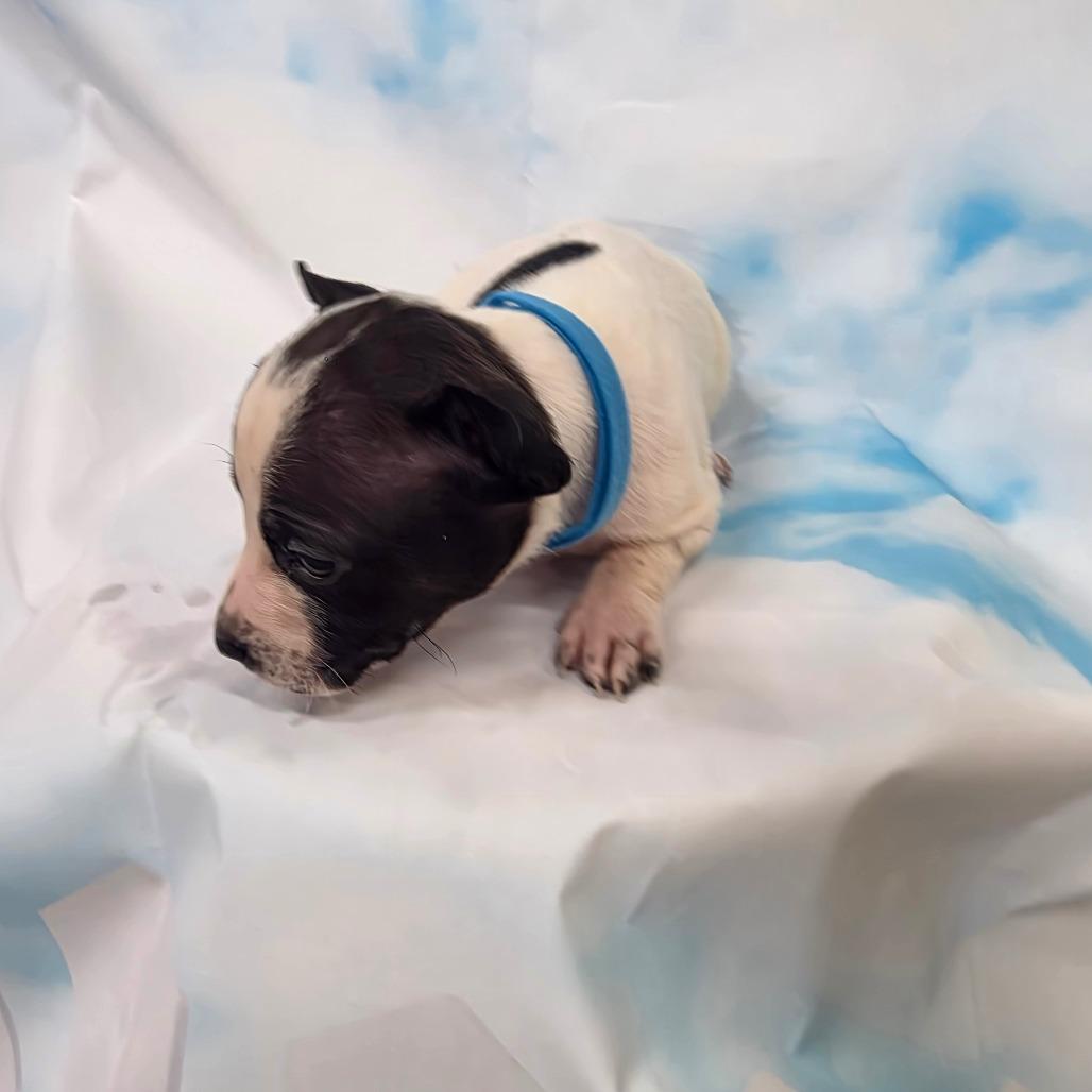 Enlarge Sting, a ADOPTABLE mixed breed in North Bend, OR image 1/1
