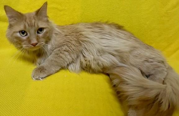 Enlarge Prue, a ADOPTABLE Domestic Long Hair in Miller Beach, IN image 1/1