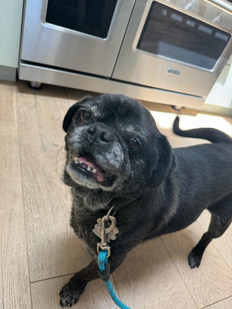 Enlarge Bentley, a Adoptable Pug in Gardena, CA image 1/3