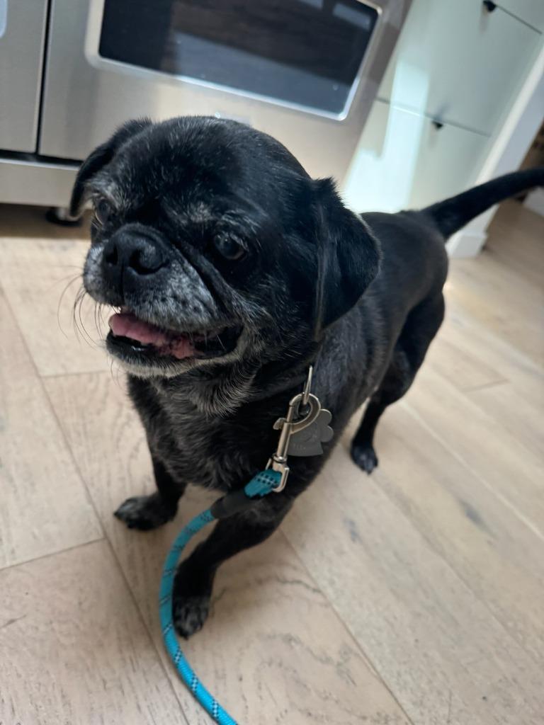 Enlarge Bentley, a Adoptable Pug in Gardena, CA image 2/3