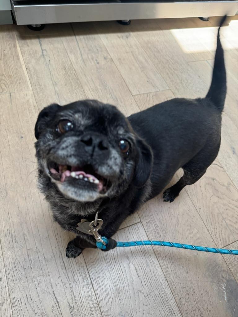 Enlarge Bentley, a Adoptable Pug in Gardena, CA image 3/3