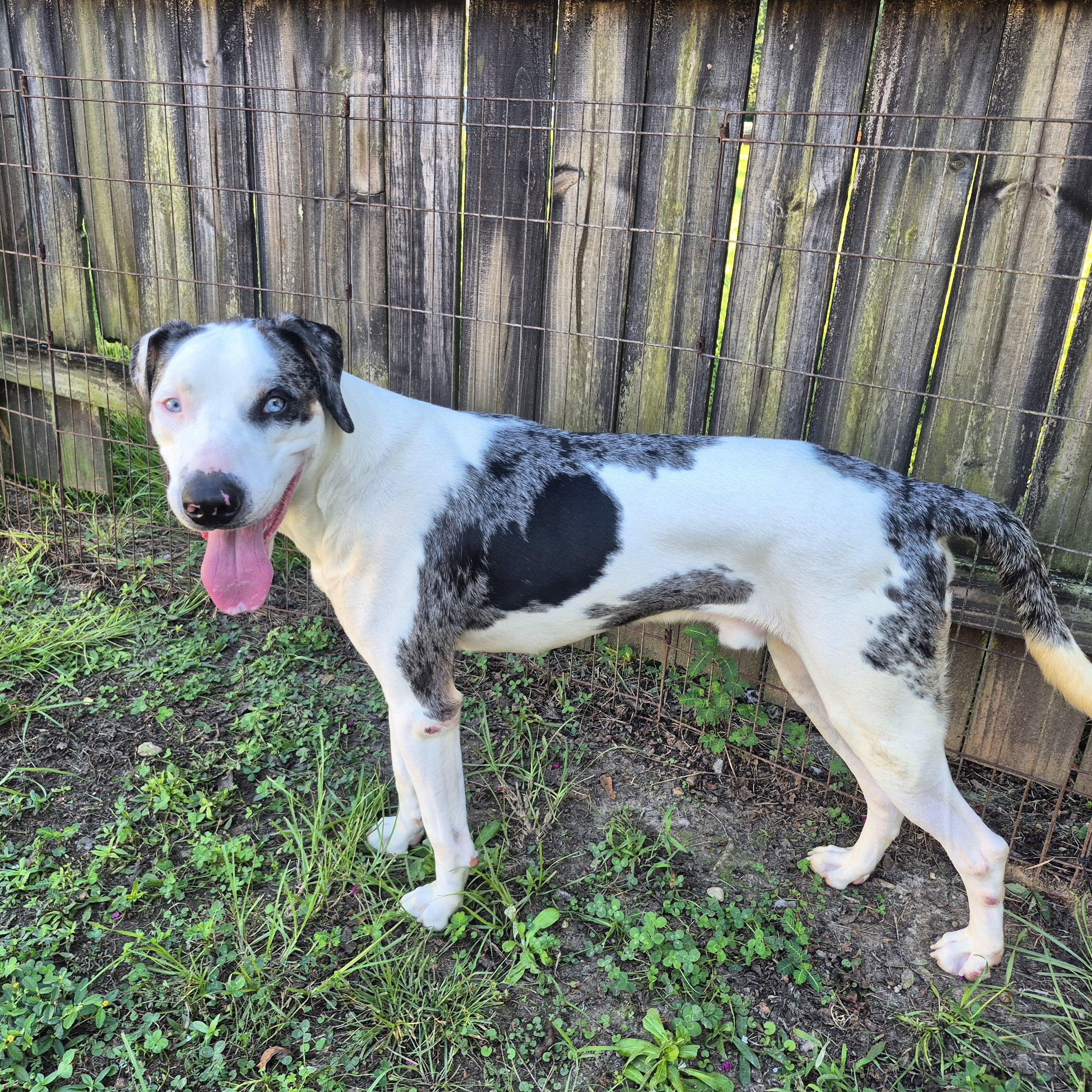 Enlarge Baymax, a Adoptable mixed breed in metairie, LA image 4/6