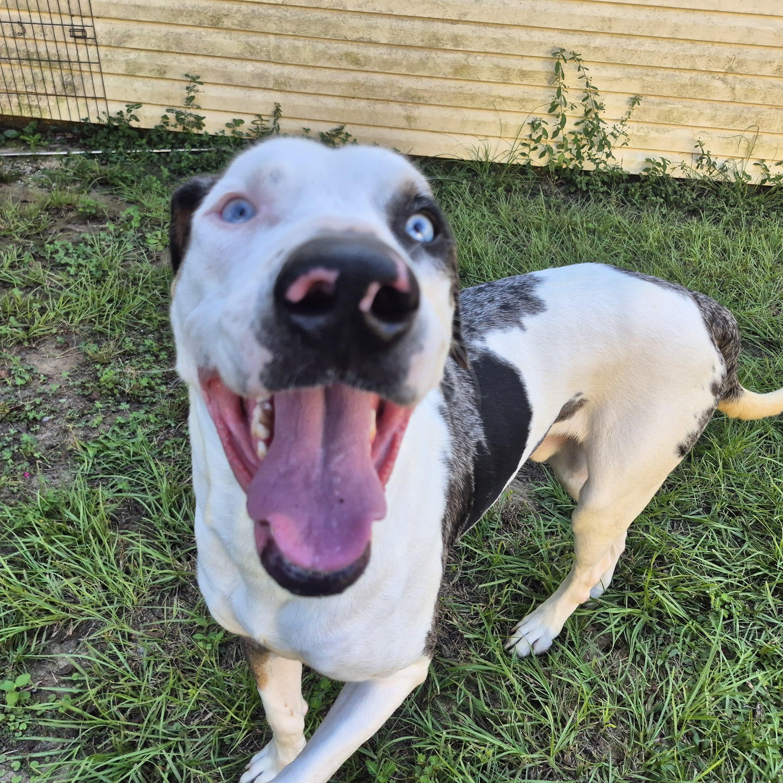 Enlarge Baymax, a Adoptable mixed breed in metairie, LA image 6/6