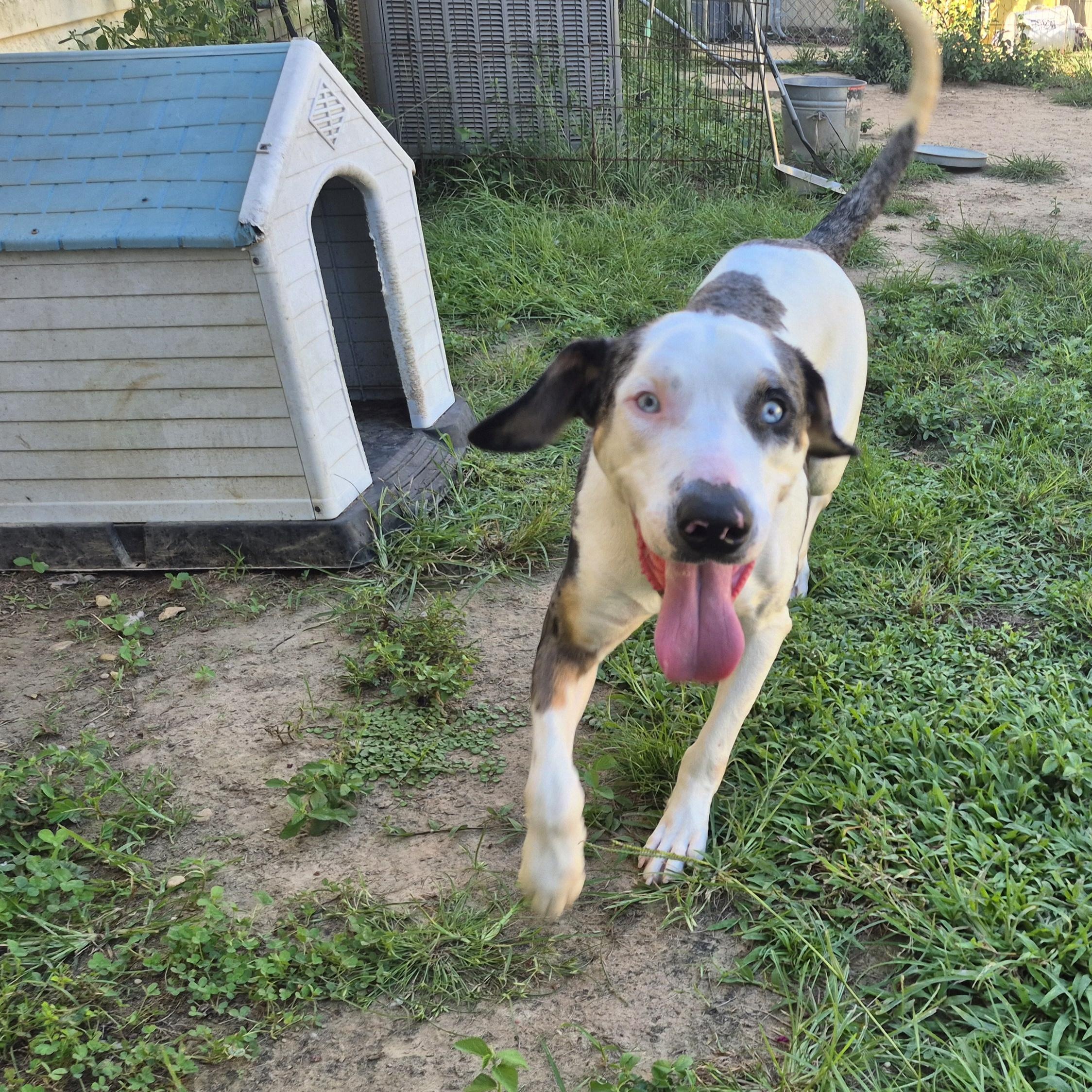 Enlarge Baymax, a Adoptable mixed breed in metairie, LA image 5/6