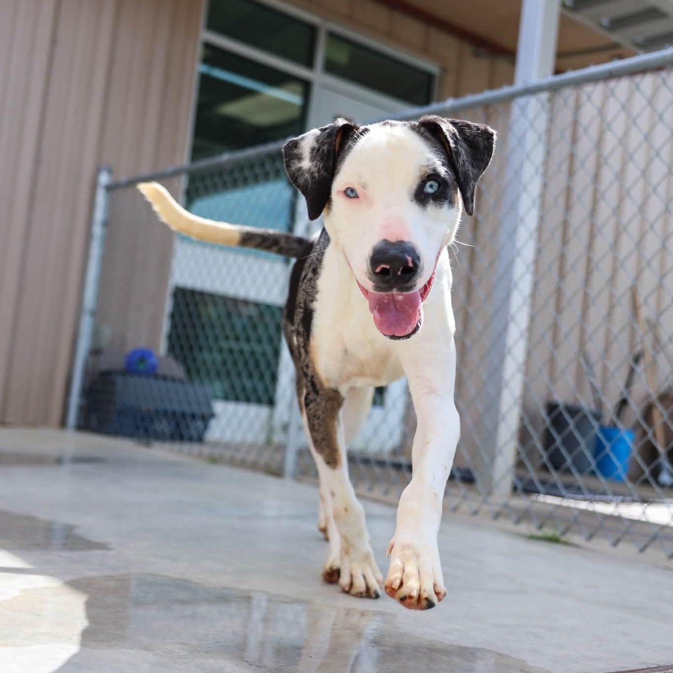 Enlarge Baymax, a Adoptable mixed breed in metairie, LA image 2/6