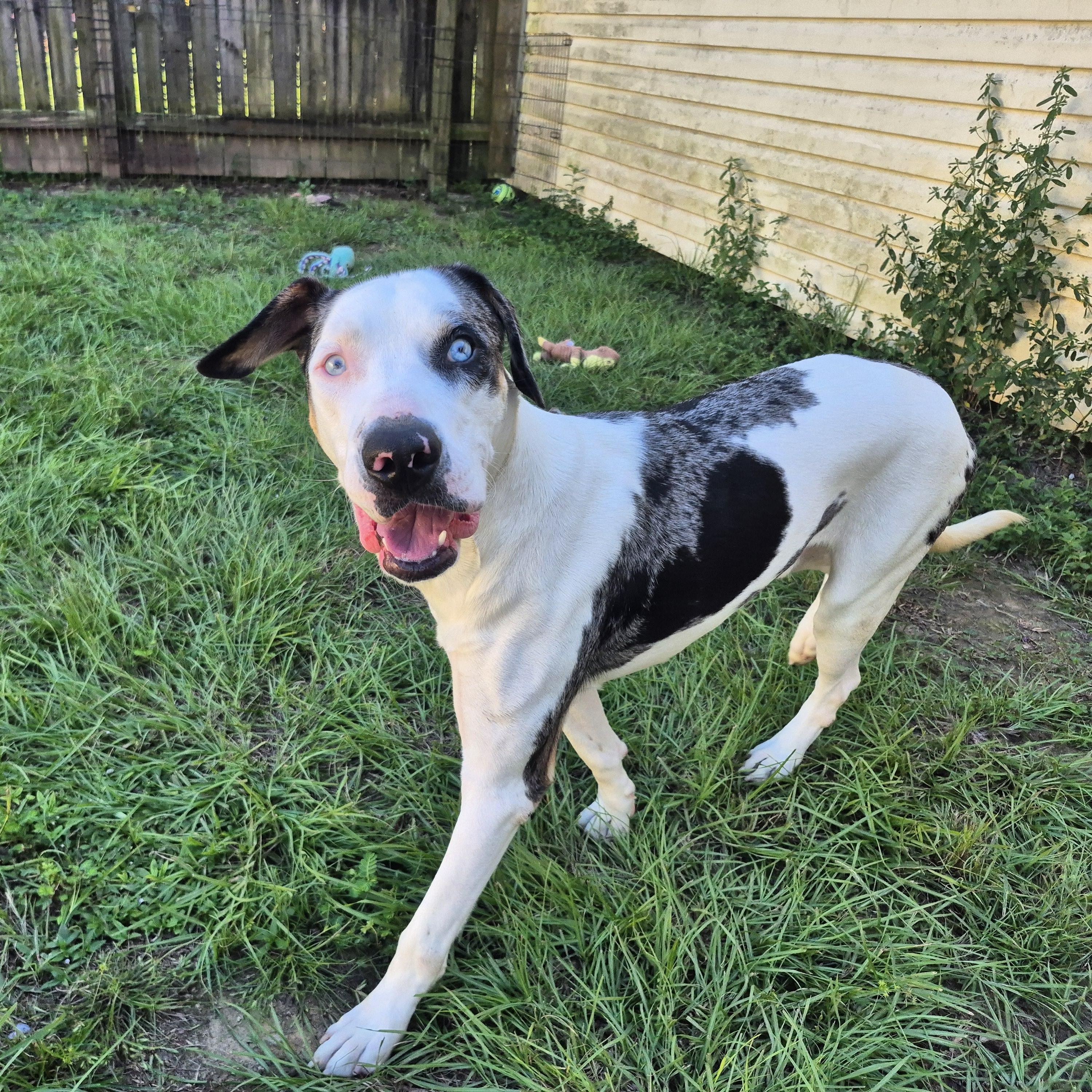 Baymax, Adoptable, Adult Male Great Dane & Catahoula Leopard Dog.