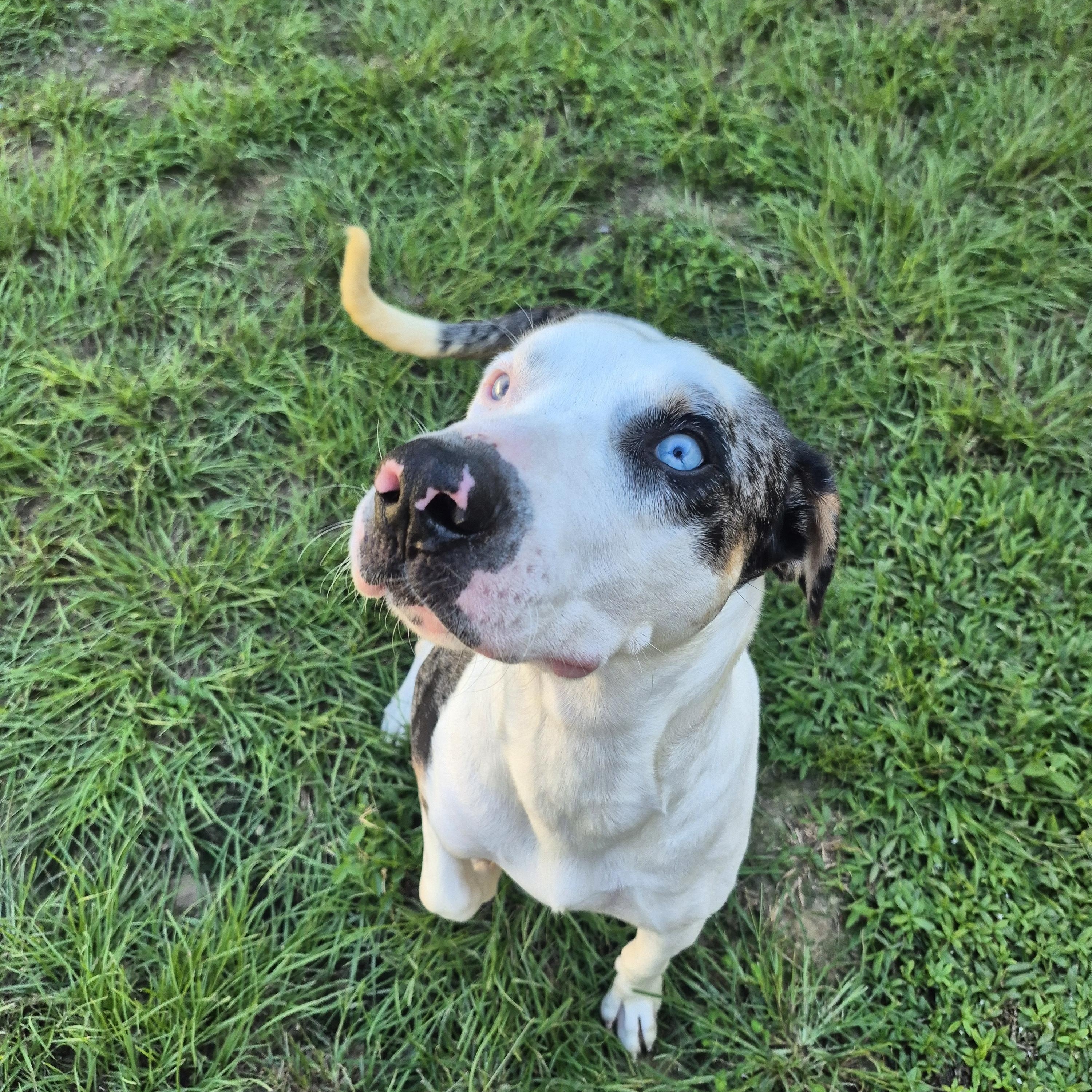 Enlarge Baymax, a Adoptable mixed breed in metairie, LA image 3/6