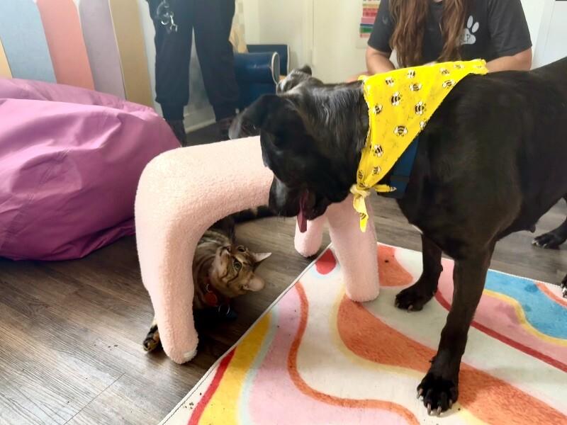 Ziggy Sweet and Gentle — thumbnail 4