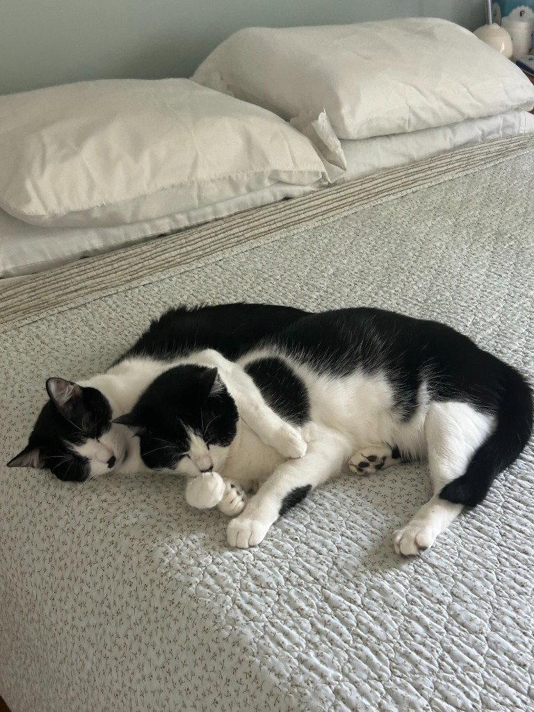 Hamish, a Adoptable Domestic Short Hair in St. Helens, OR image 1/3