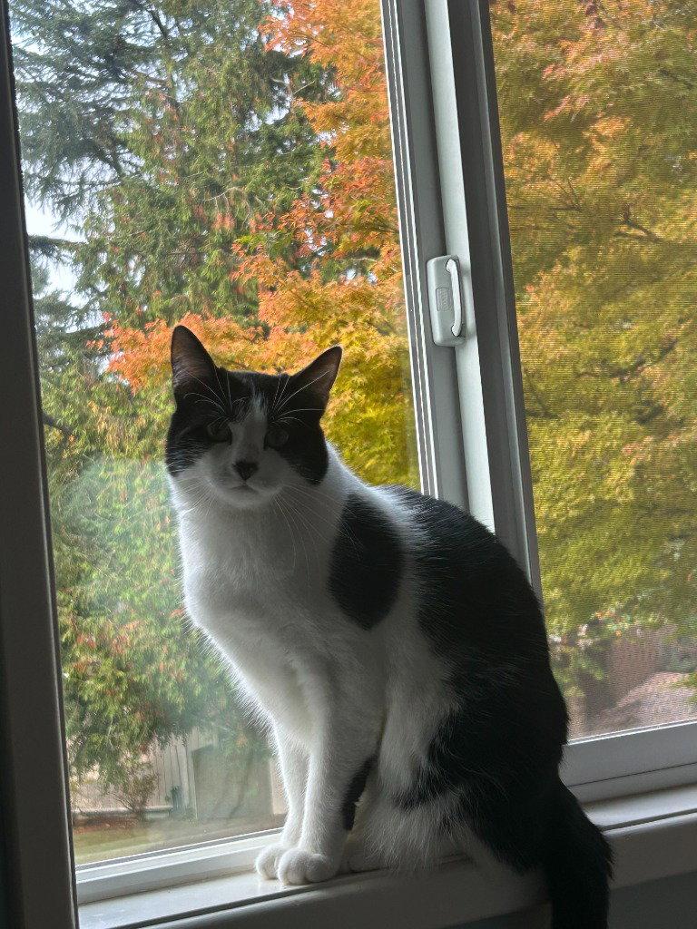 Hamish, a Adoptable Domestic Short Hair in St. Helens, OR image 2/3