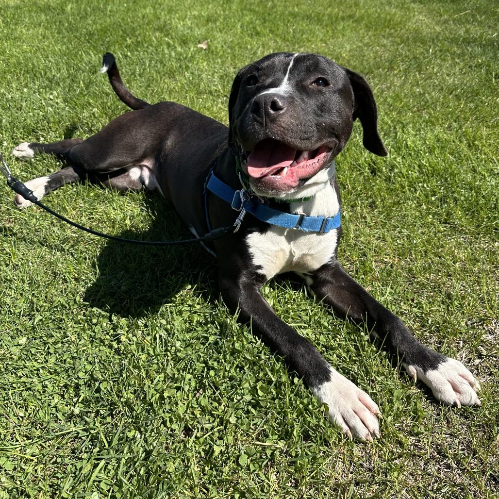 Enlarge Harry, a Adoptable Mixed Breed in Waukesha, WI image 1/6