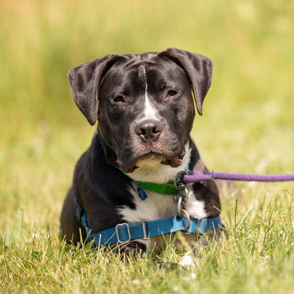 Enlarge Harry, a Adoptable Mixed Breed in Waukesha, WI image 2/6