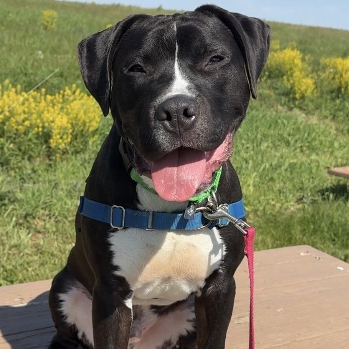 Enlarge Harry, a Adoptable Mixed Breed in Waukesha, WI image 3/6