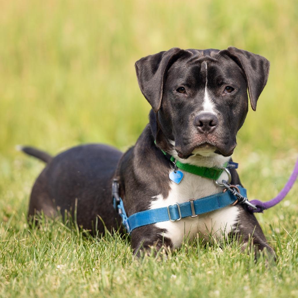 Enlarge Harry, a Adoptable Mixed Breed in Waukesha, WI image 4/6