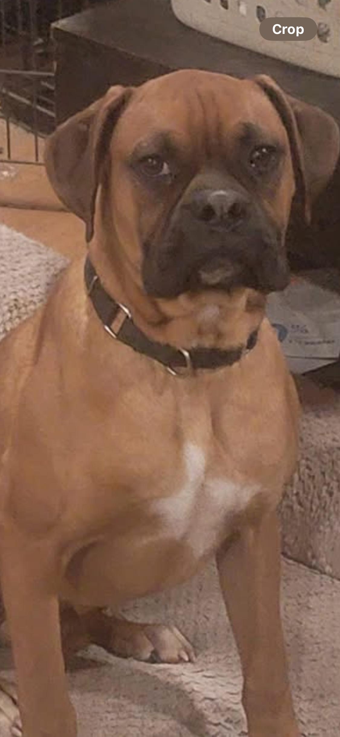 Jerry, ADOPTABLE, Young Male Boxer.