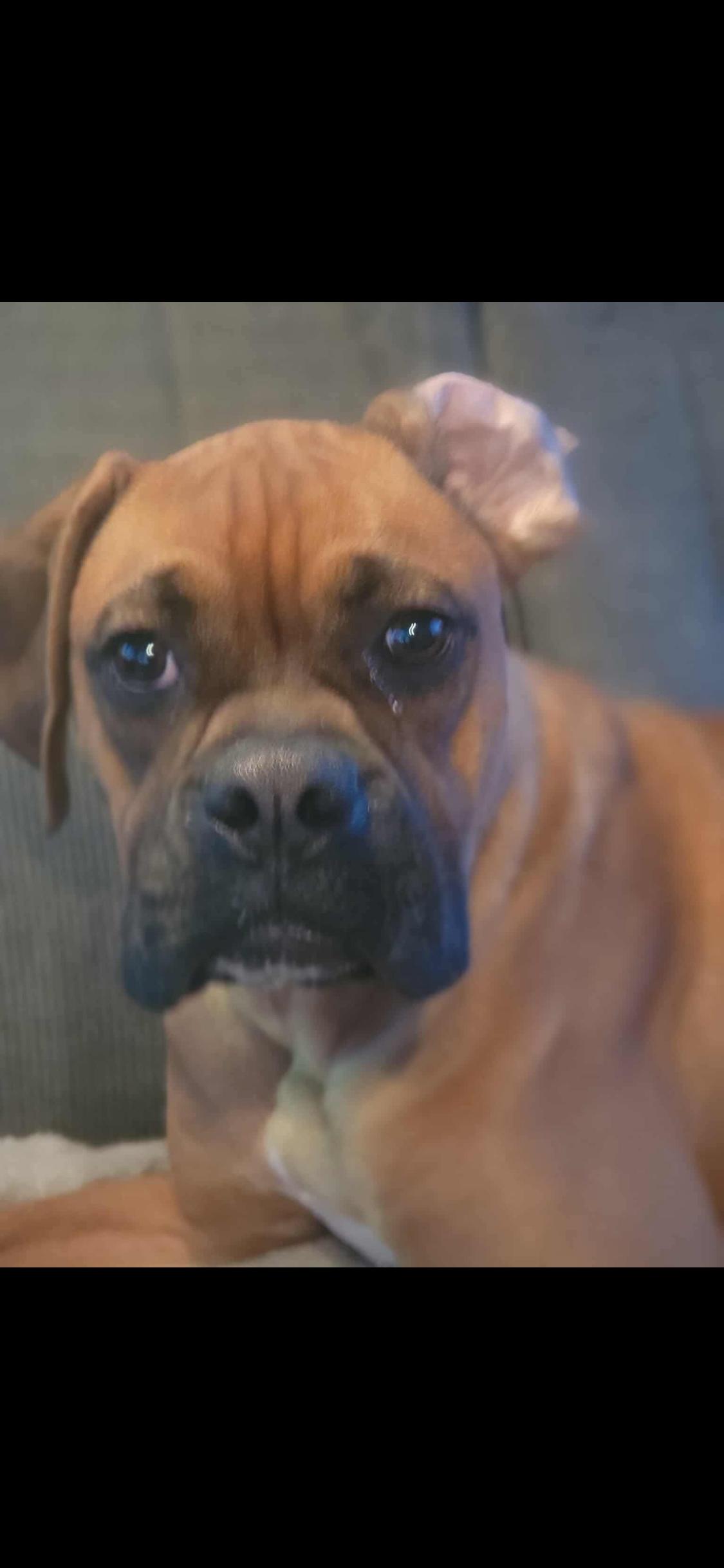 Jerry, a ADOPTABLE Boxer in Fountaintown, IN image 2/6