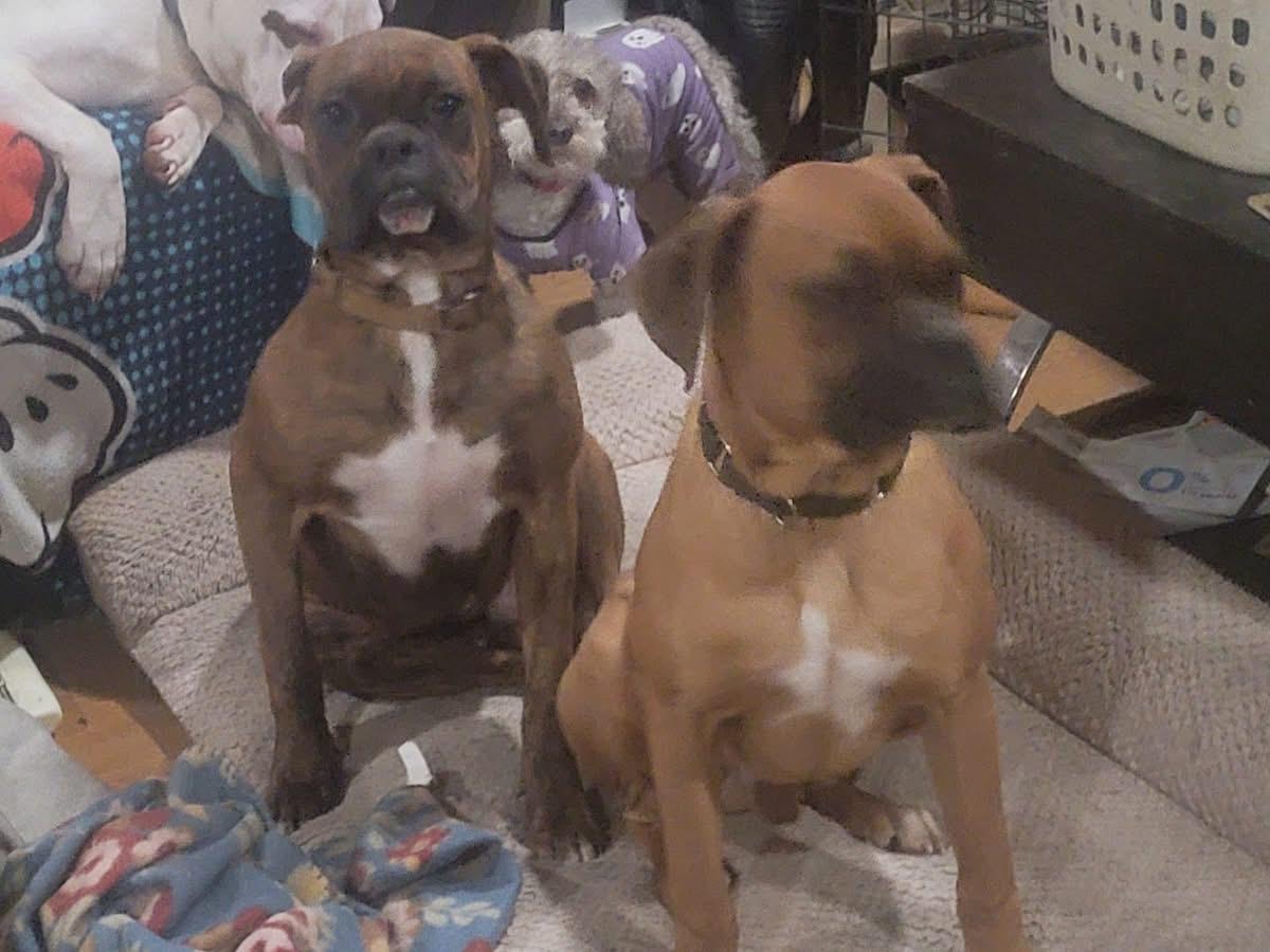 Jerry, a ADOPTABLE Boxer in Fountaintown, IN image 5/6