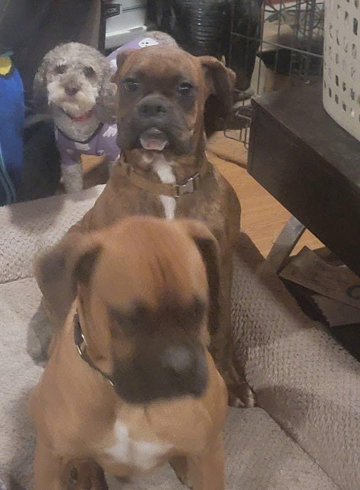 Jerry, a ADOPTABLE Boxer in Fountaintown, IN image 4/6