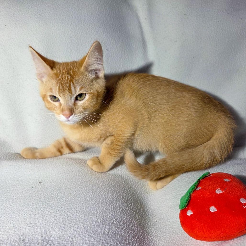 Enlarge Gatekeep, a Adoptable Domestic Short Hair in San Diego, CA image 2/4