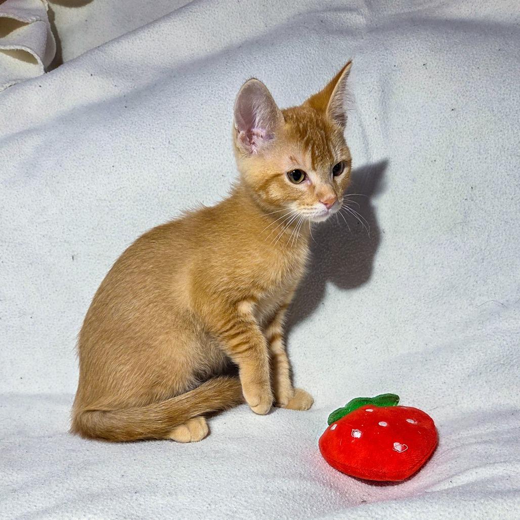 Enlarge Gatekeep, a Adoptable Domestic Short Hair in San Diego, CA image 3/4