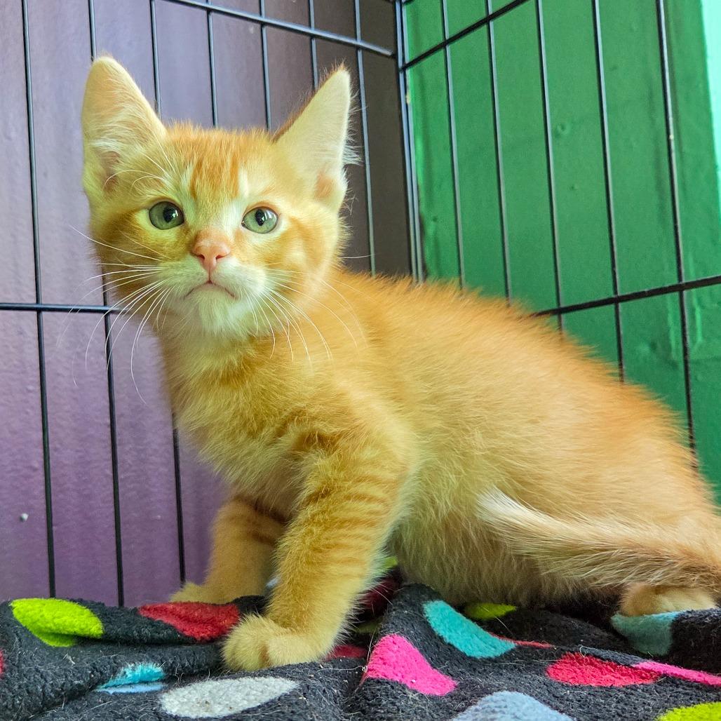 Enlarge Gatekeep, a Adoptable Domestic Short Hair in San Diego, CA image 1/1