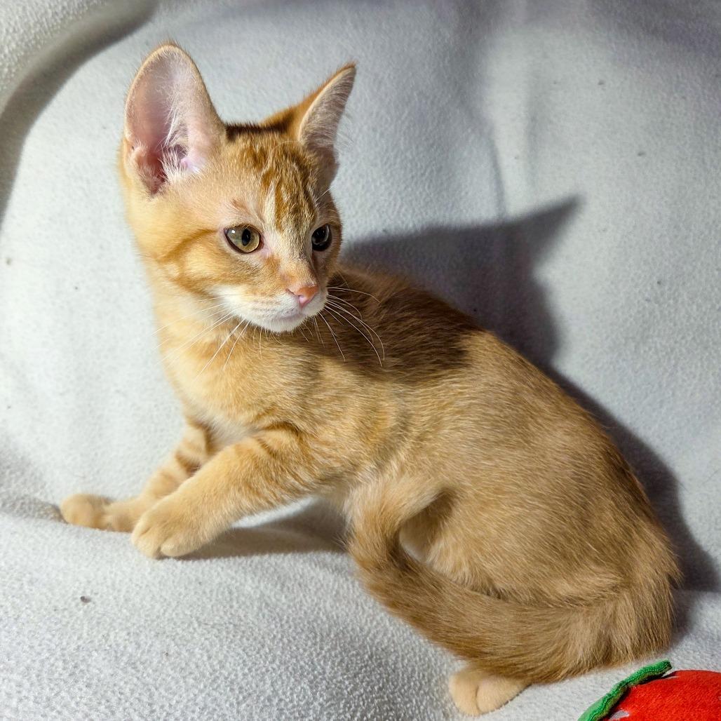 Enlarge Gatekeep, a Adoptable Domestic Short Hair in San Diego, CA image 1/4