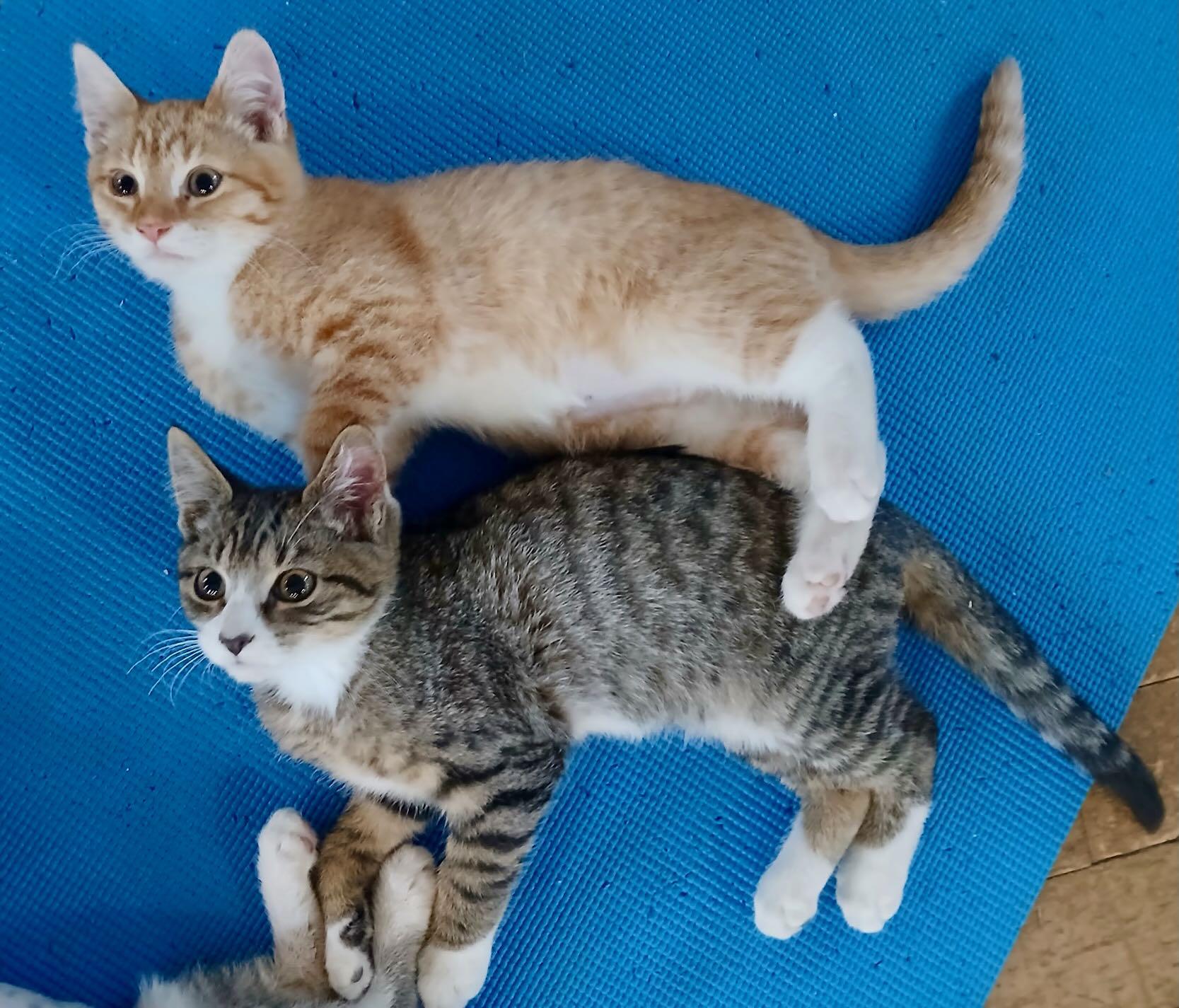 Sonny & Ivy, Adoptable, Kitten Male Tabby & Domestic Short Hair.