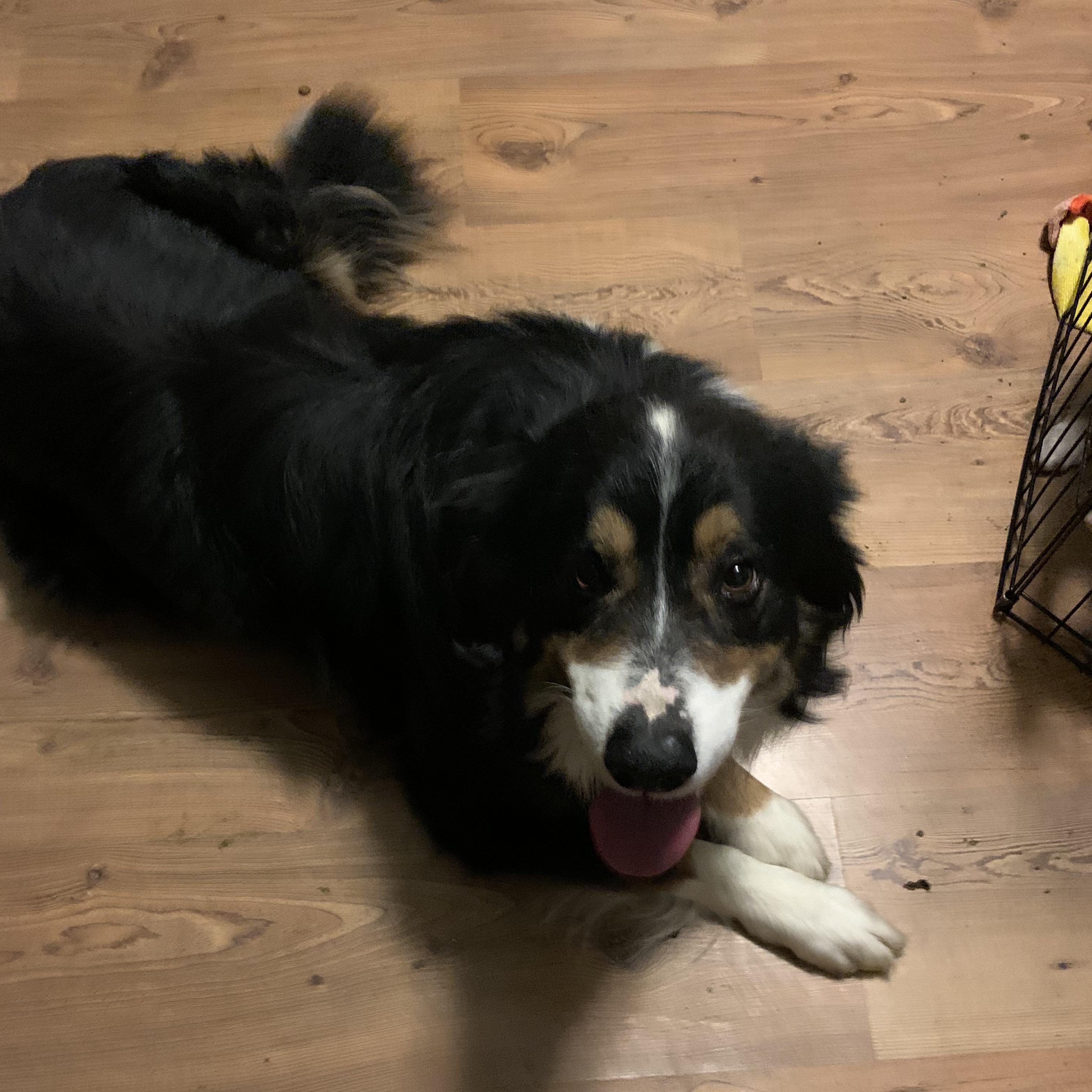 Boy, Adoptable, Young Male Australian Shepherd.