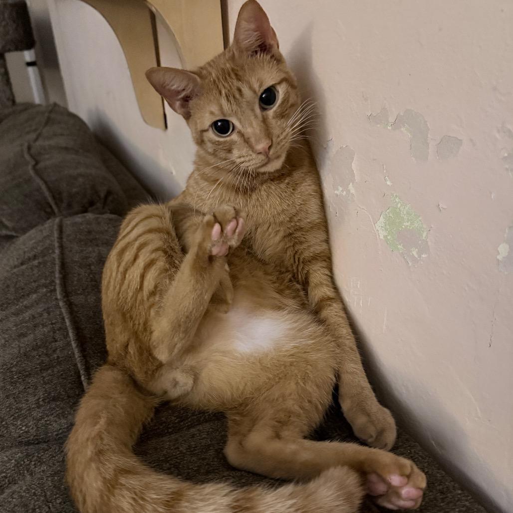 Enlarge Dallas, a Adoptable Domestic Short Hair in Hollywood, FL image 3/4
