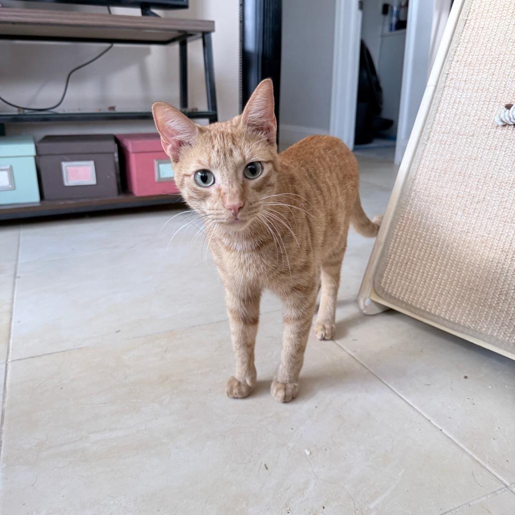 Enlarge Dallas, a Adoptable Domestic Short Hair in Hollywood, FL image 2/4