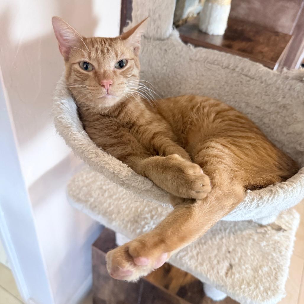 Enlarge Dallas, a Adoptable Domestic Short Hair in Hollywood, FL image 1/4
