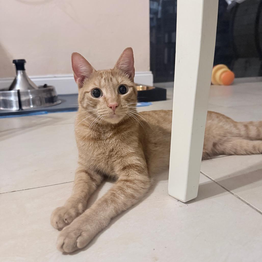 Enlarge Dallas, a Adoptable Domestic Short Hair in Hollywood, FL image 4/4