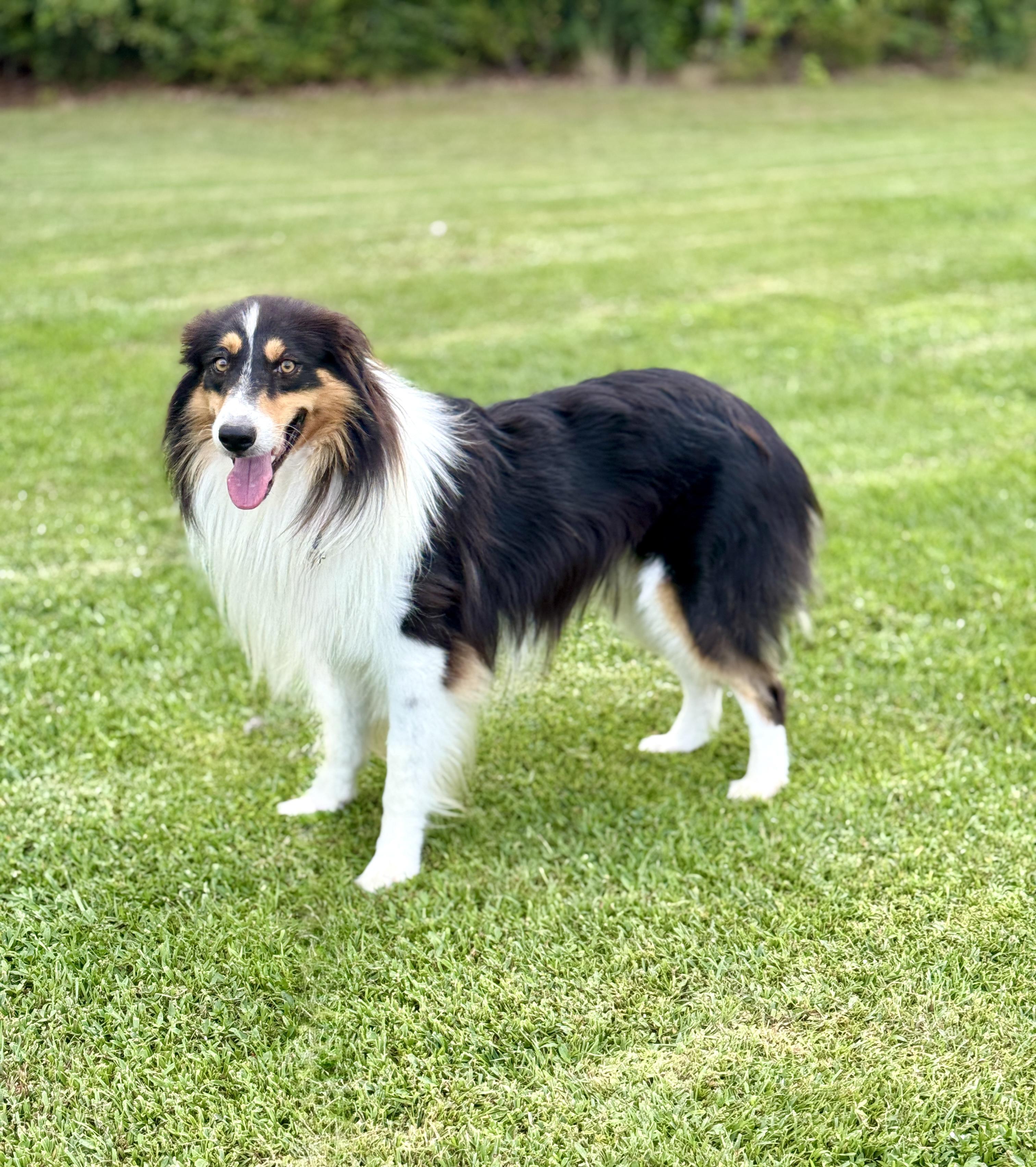 Enlarge Luke, a Adoptable mixed breed in Brattleboro, VT image 2/6