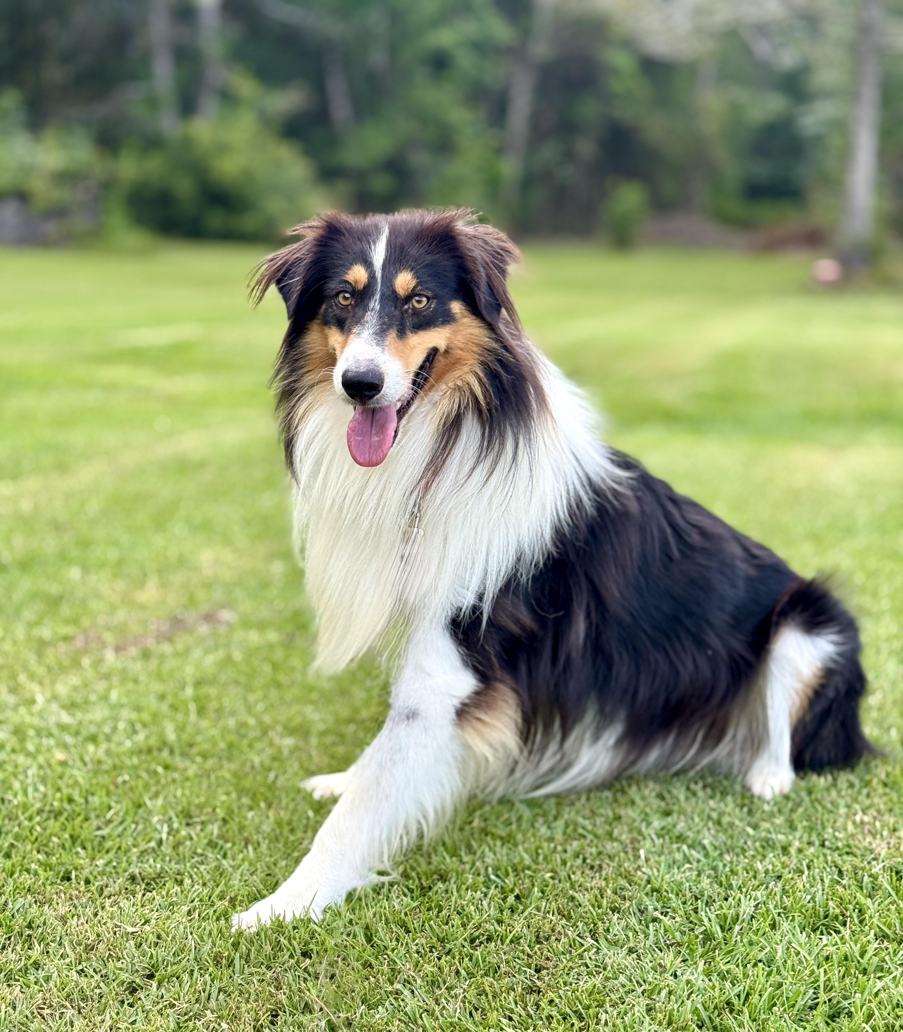 Enlarge Luke, a Adoptable mixed breed in Brattleboro, VT image 6/6
