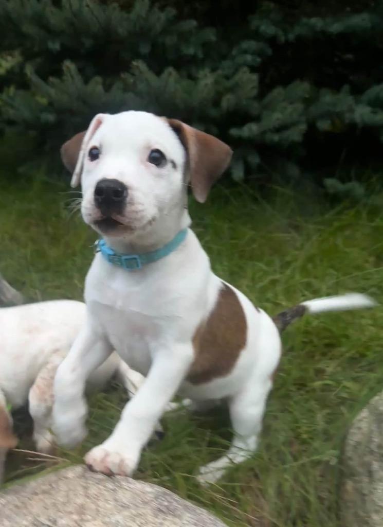 Rainer- Teal, Adoptable, Puppy Female Catahoula Leopard Dog.