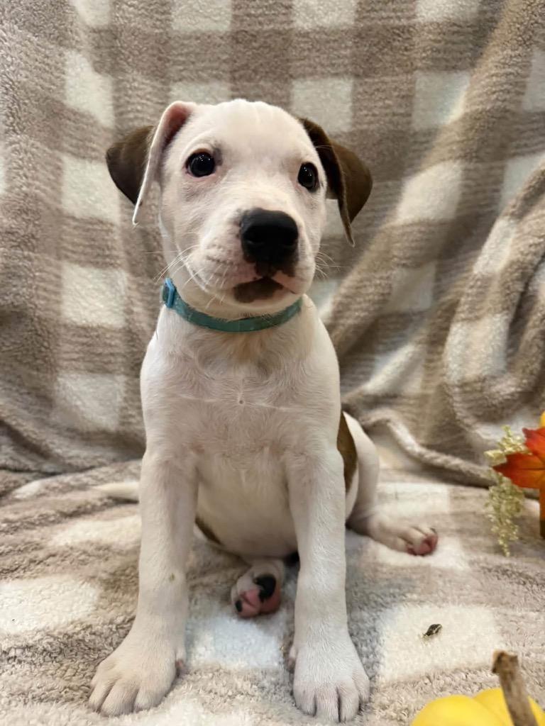 Enlarge Rainer- Teal, a Adoptable Catahoula Leopard Dog in Charlotte, MI image 2/3