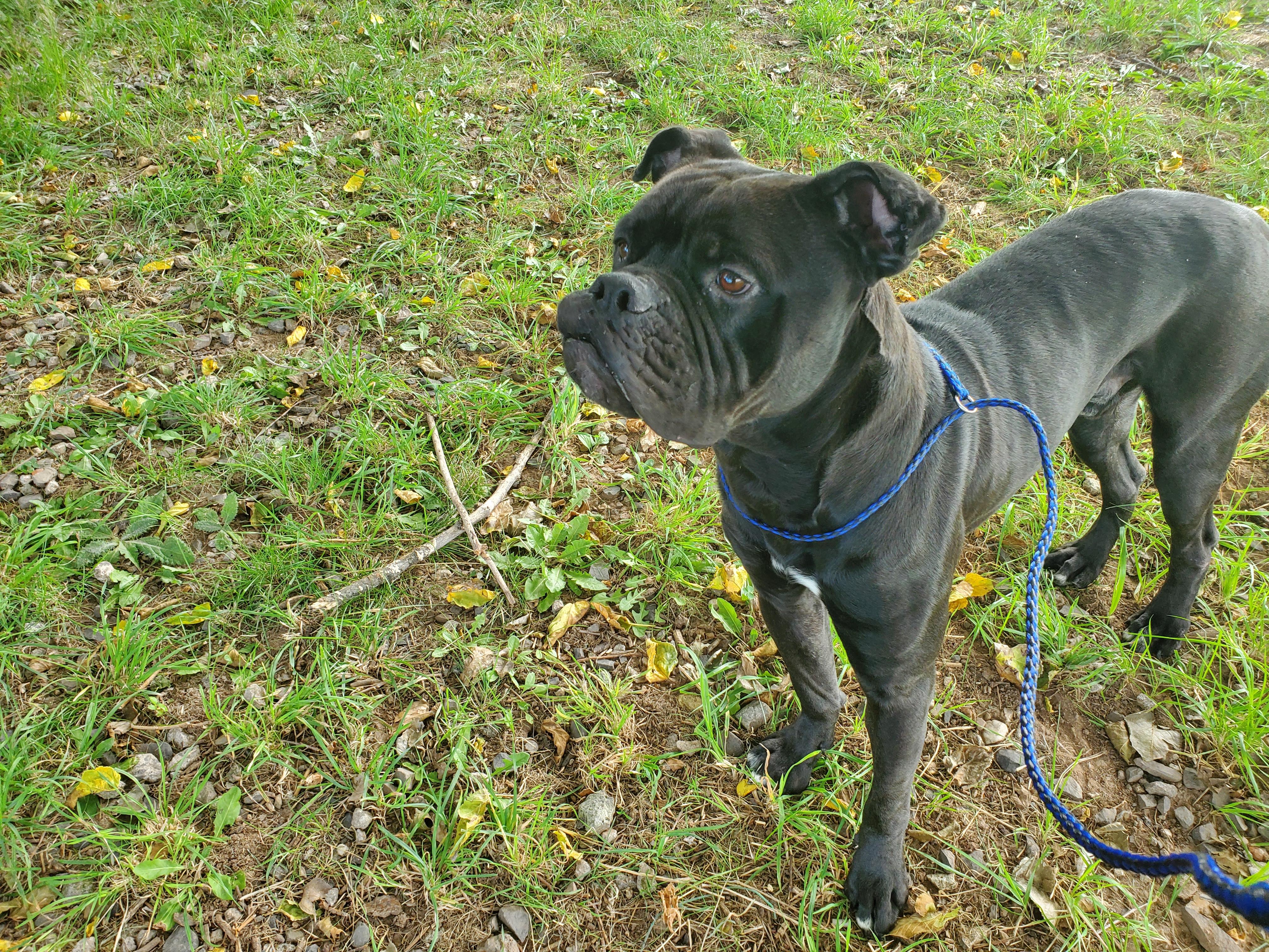 Enlarge Brick, an adopted Cane Corso in Jersey city, NJ image 3/4