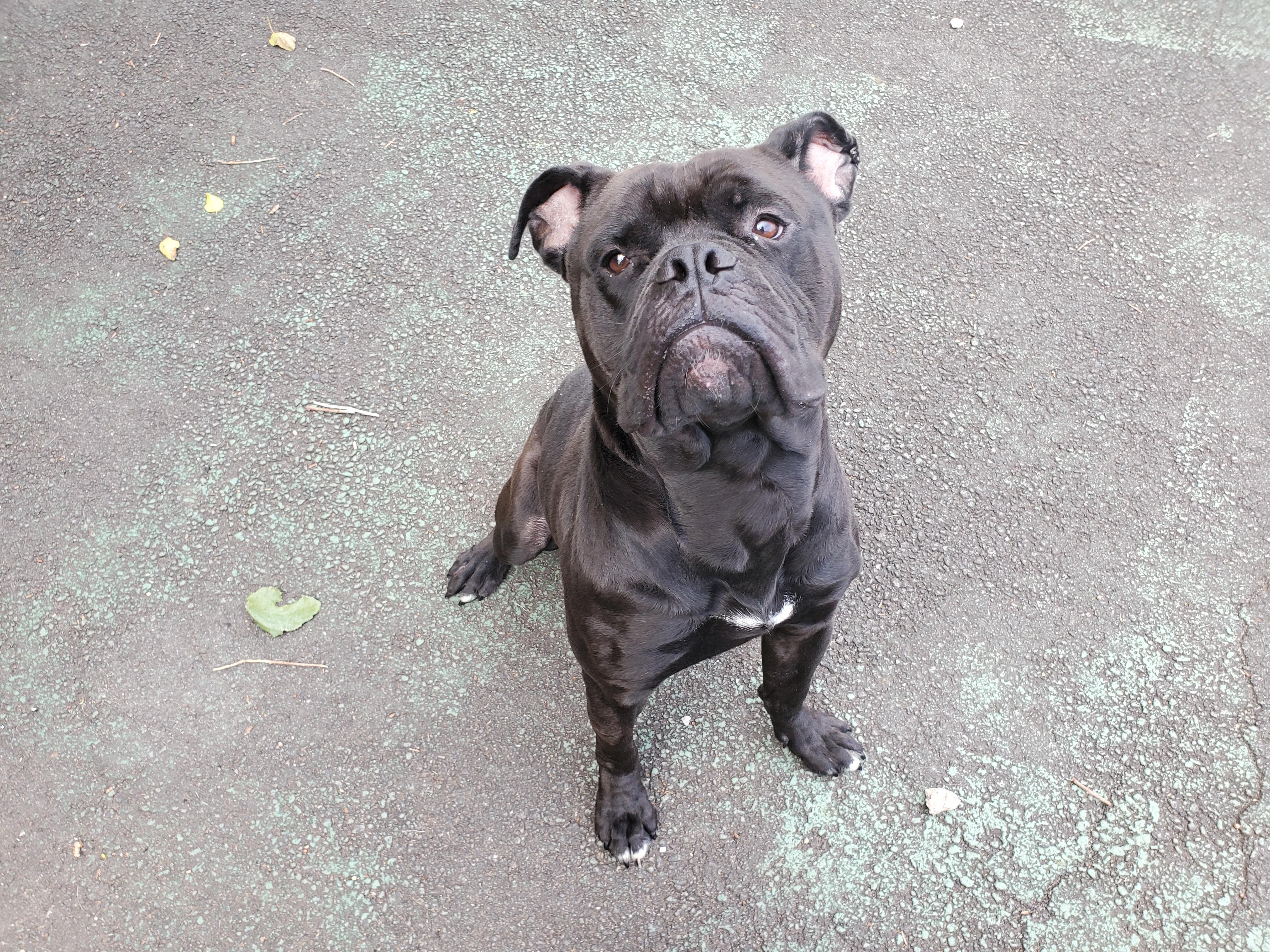Enlarge Brick, an adopted Cane Corso in Jersey city, NJ image 2/4