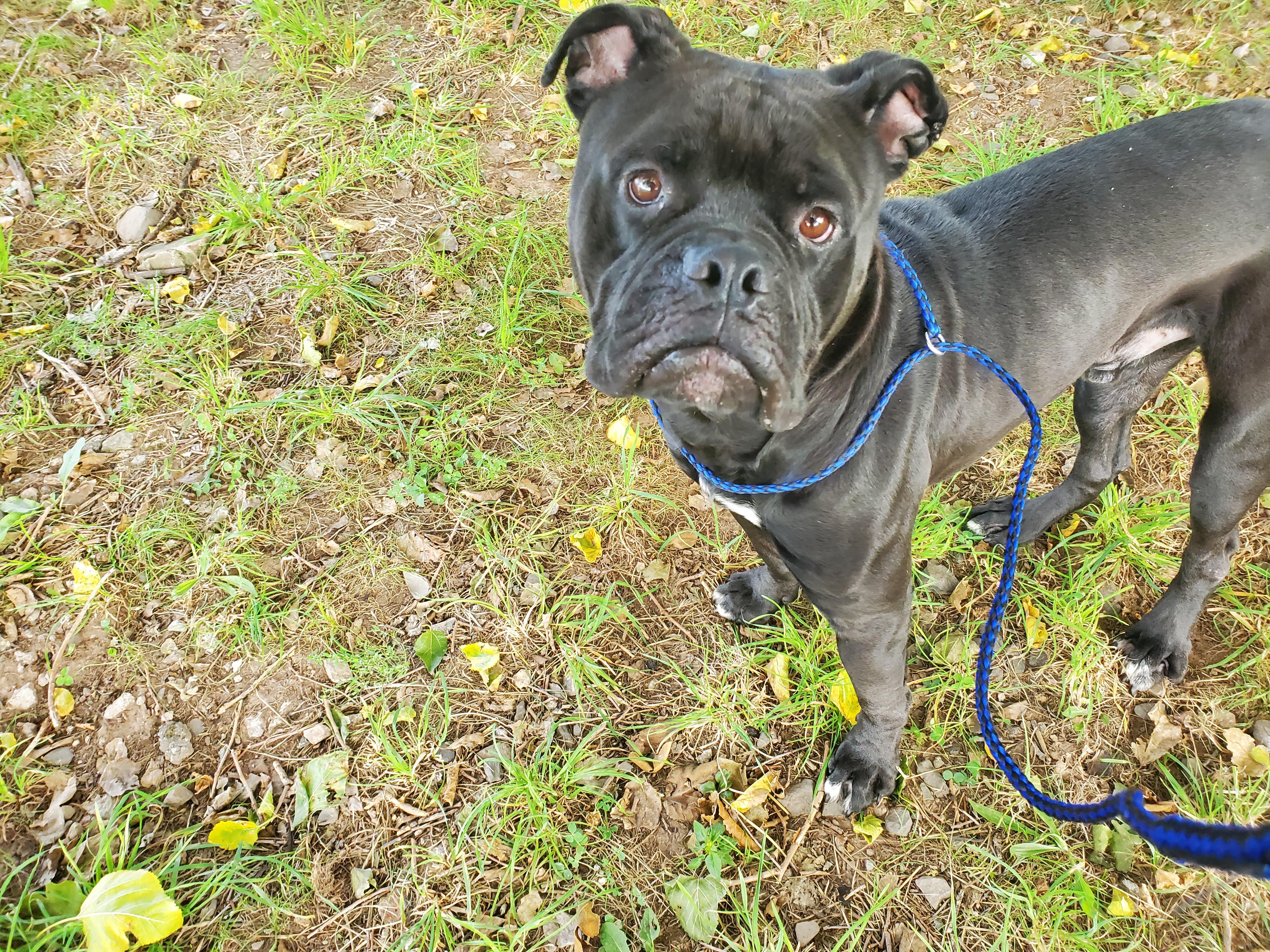 Brick, Adoptable, Adult Male Cane Corso.