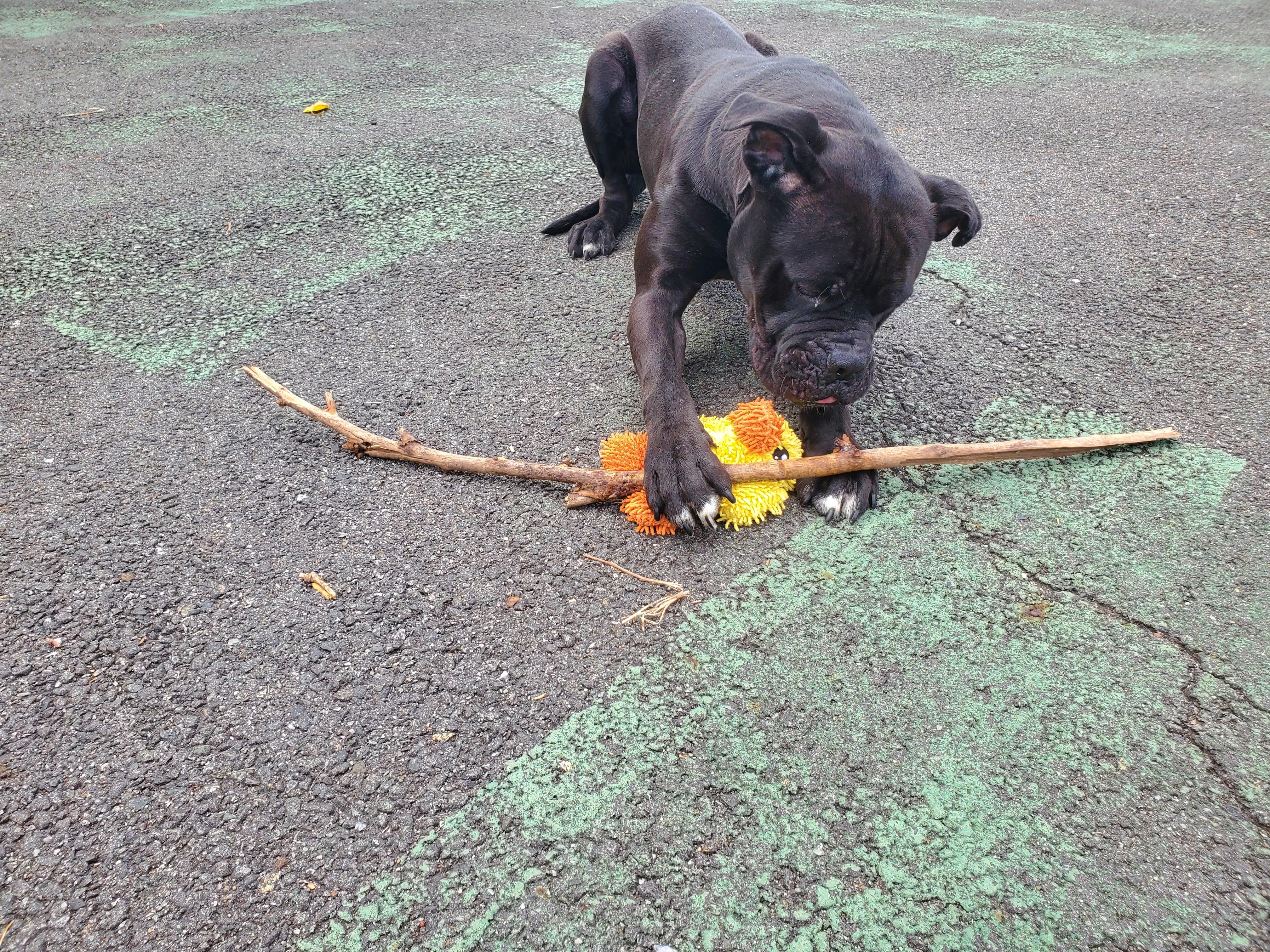 Enlarge Brick, an adopted Cane Corso in Jersey city, NJ image 4/4