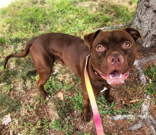 Enlarge ROGER RABBIT, a Adoptable Pit Bull Terrier in Minneapolis, MN image 1/1