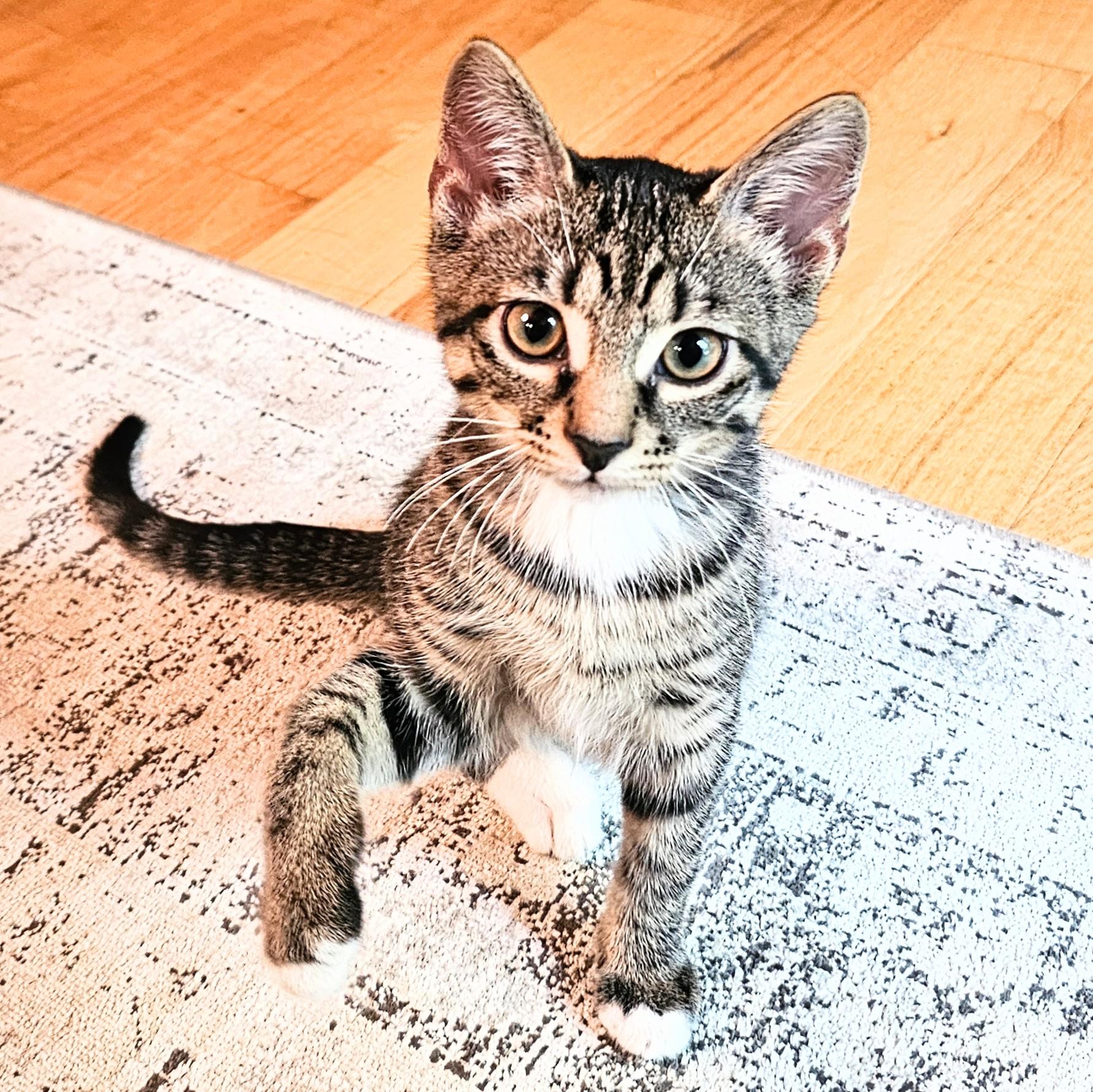 Scamper, a Adoptable Tabby in Chicago, IL image 1/6