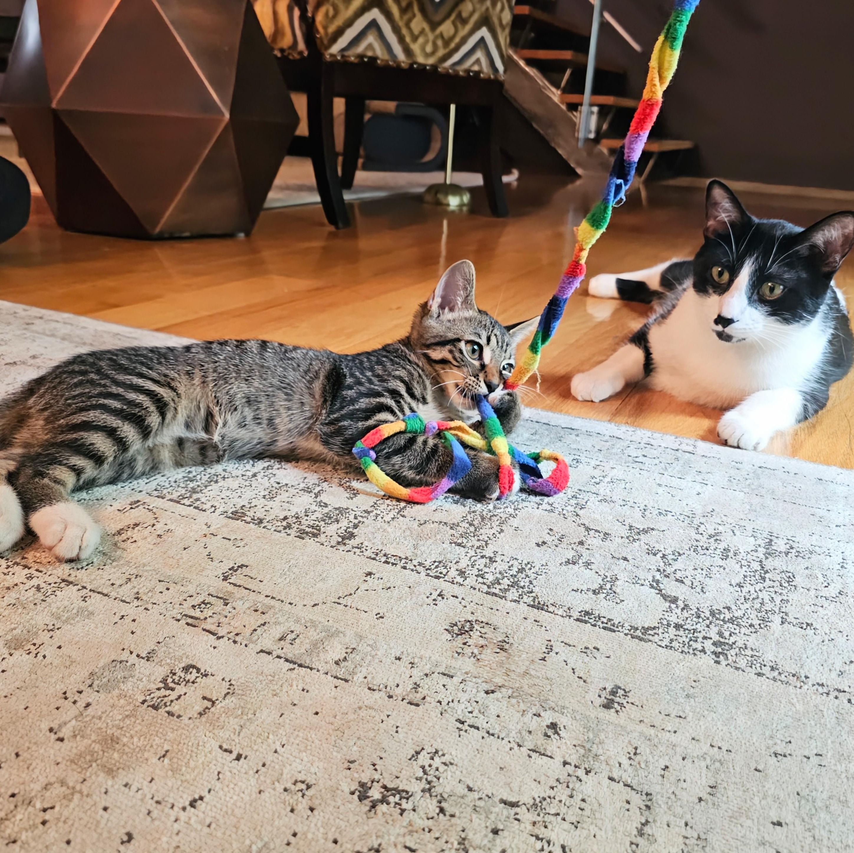 Scamper, a Adoptable Tabby in Chicago, IL image 5/6