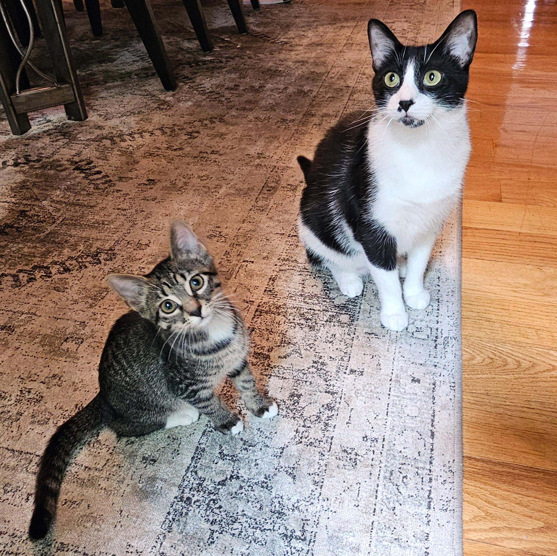 Scamper, a Adoptable Tabby in Chicago, IL image 2/6