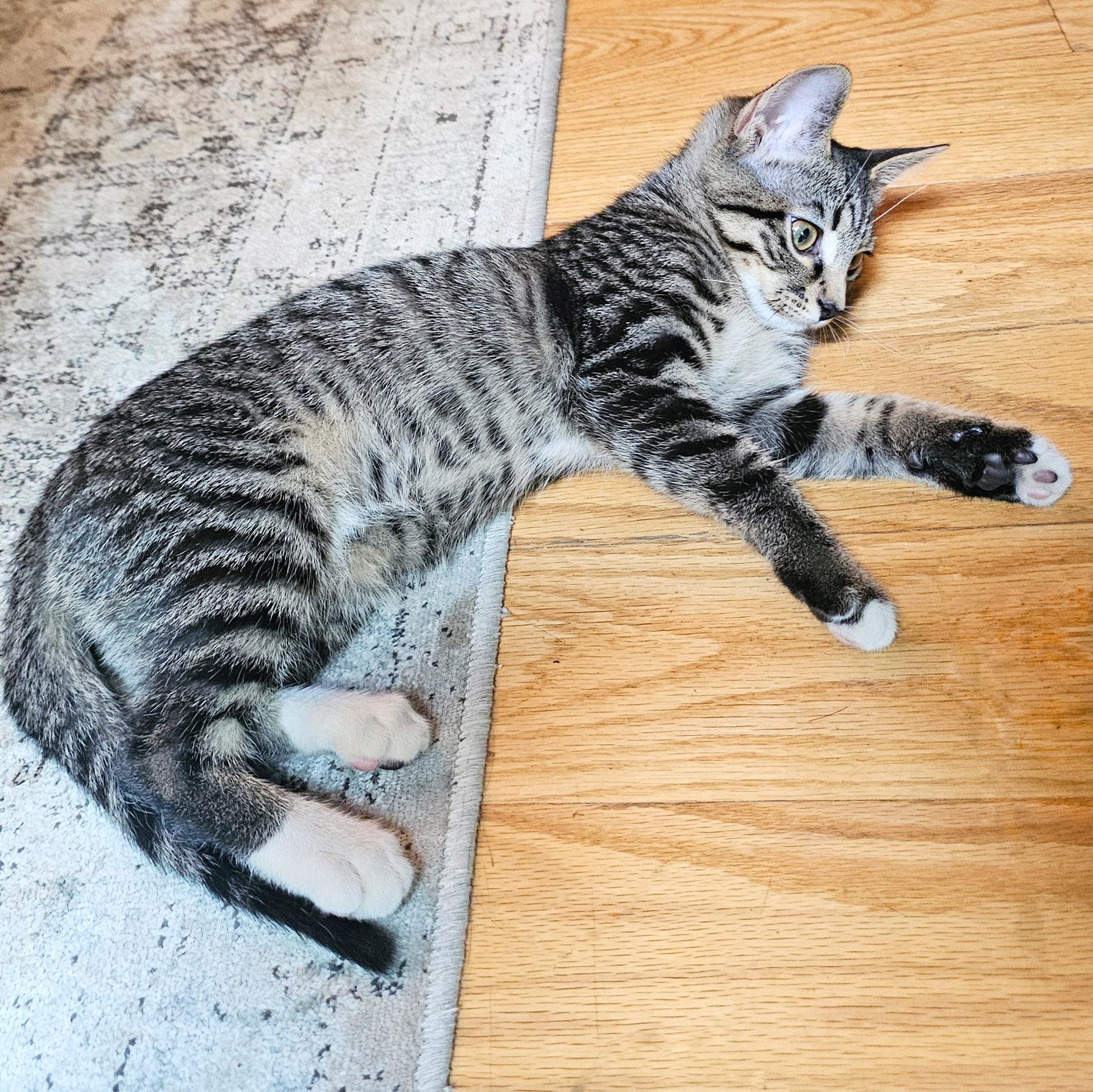 Scamper, a Adoptable Tabby in Chicago, IL image 3/6