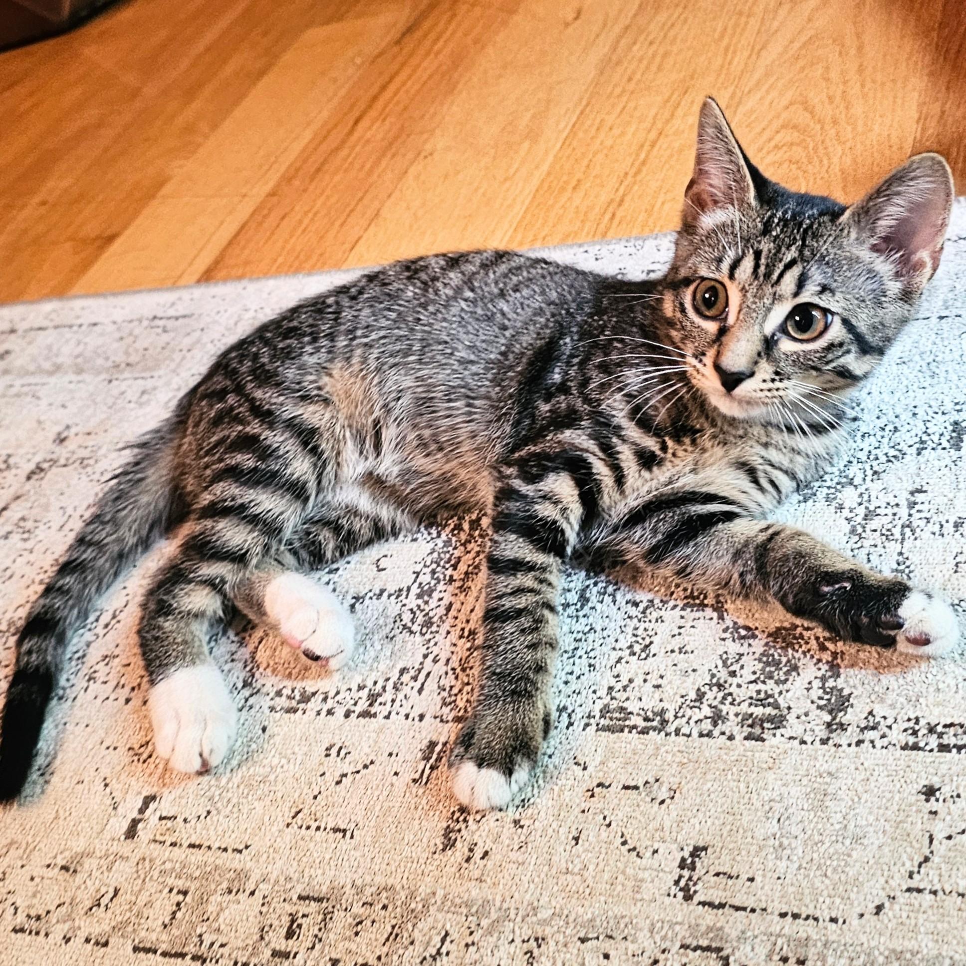 Scamper, a Adoptable Tabby in Chicago, IL image 4/6